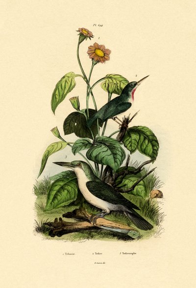Mexican Sunflower by French School